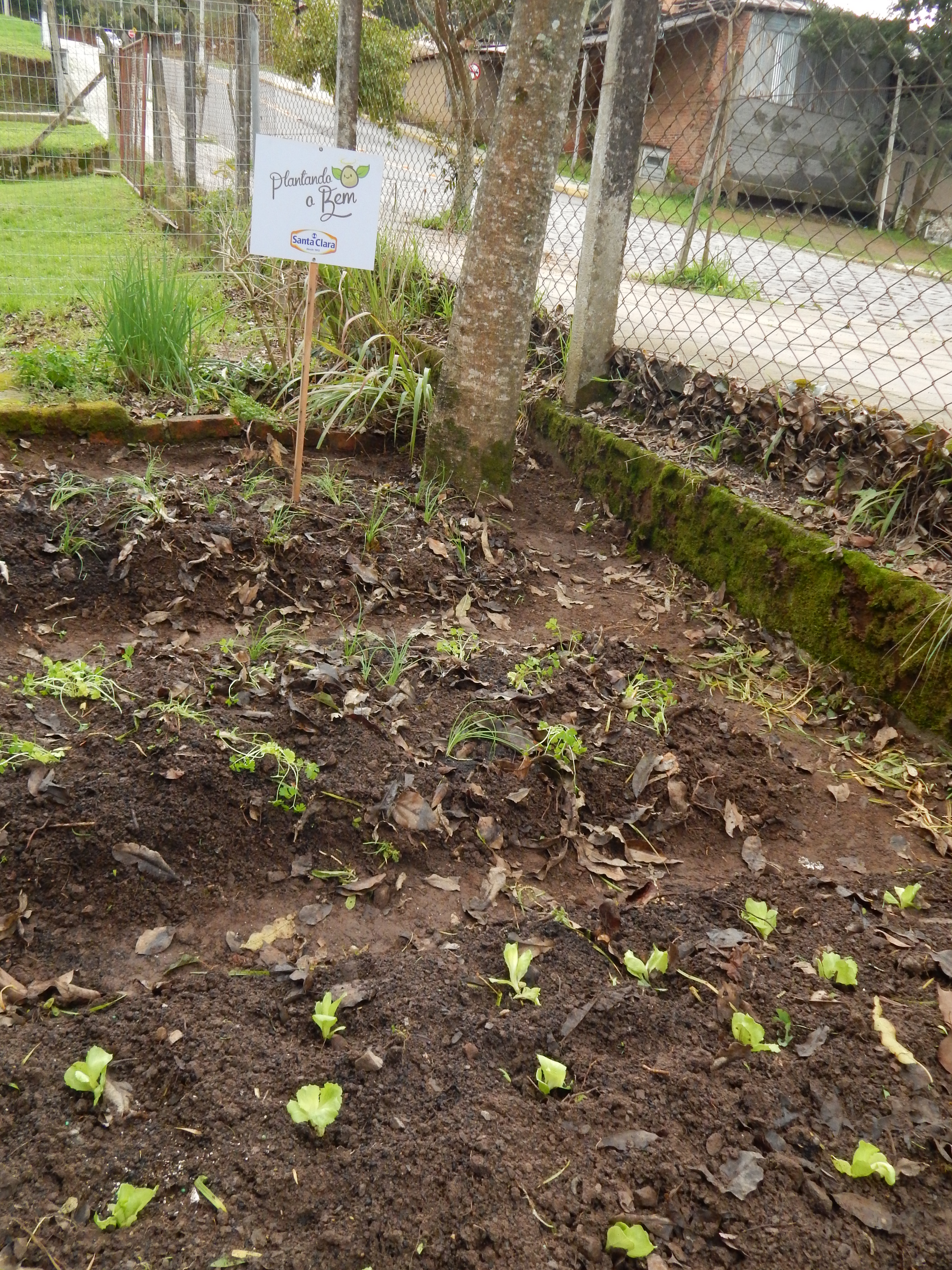 Santa Clara | Plantando o Bem