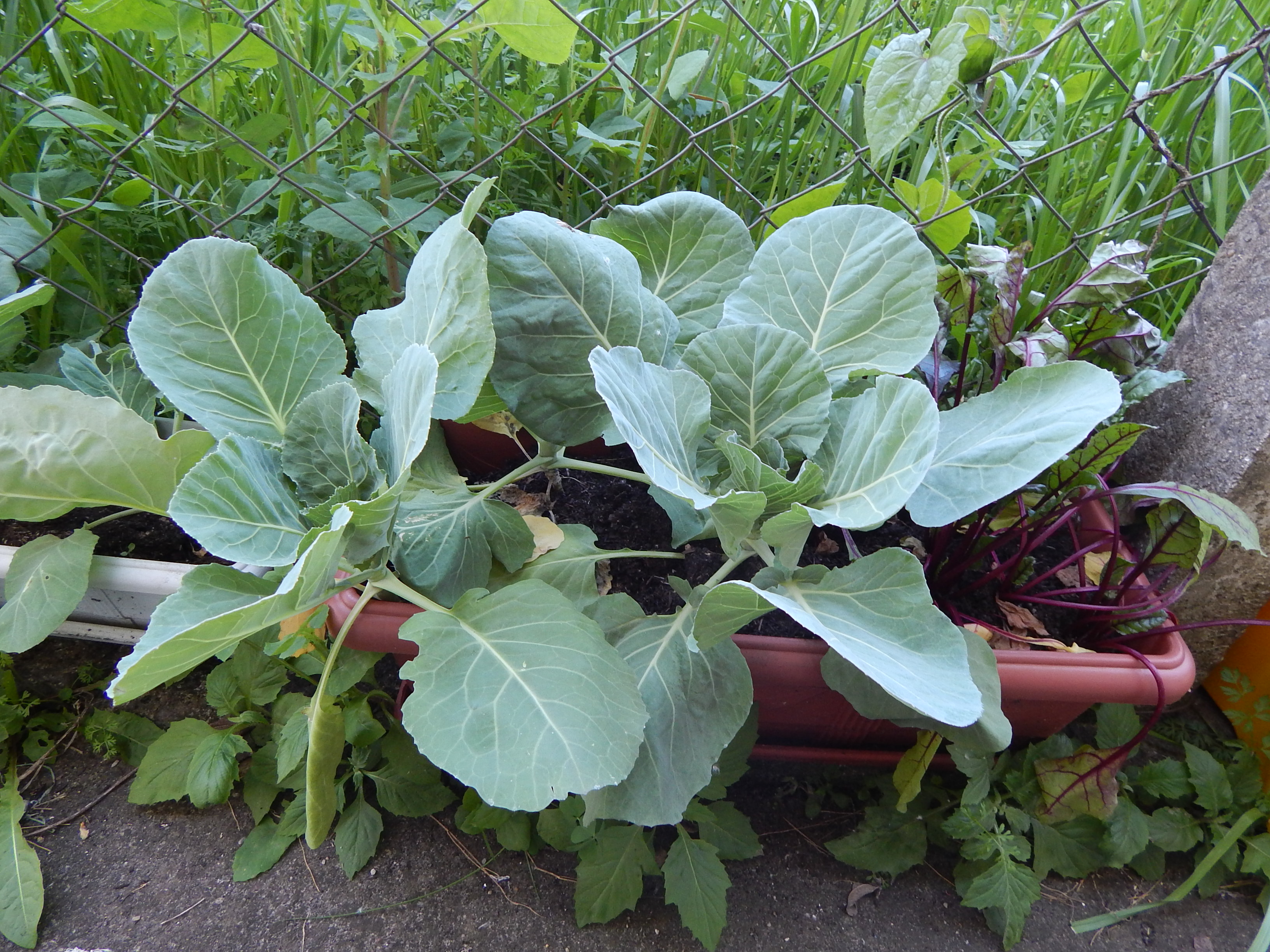 Santa Clara | Plantando o Bem