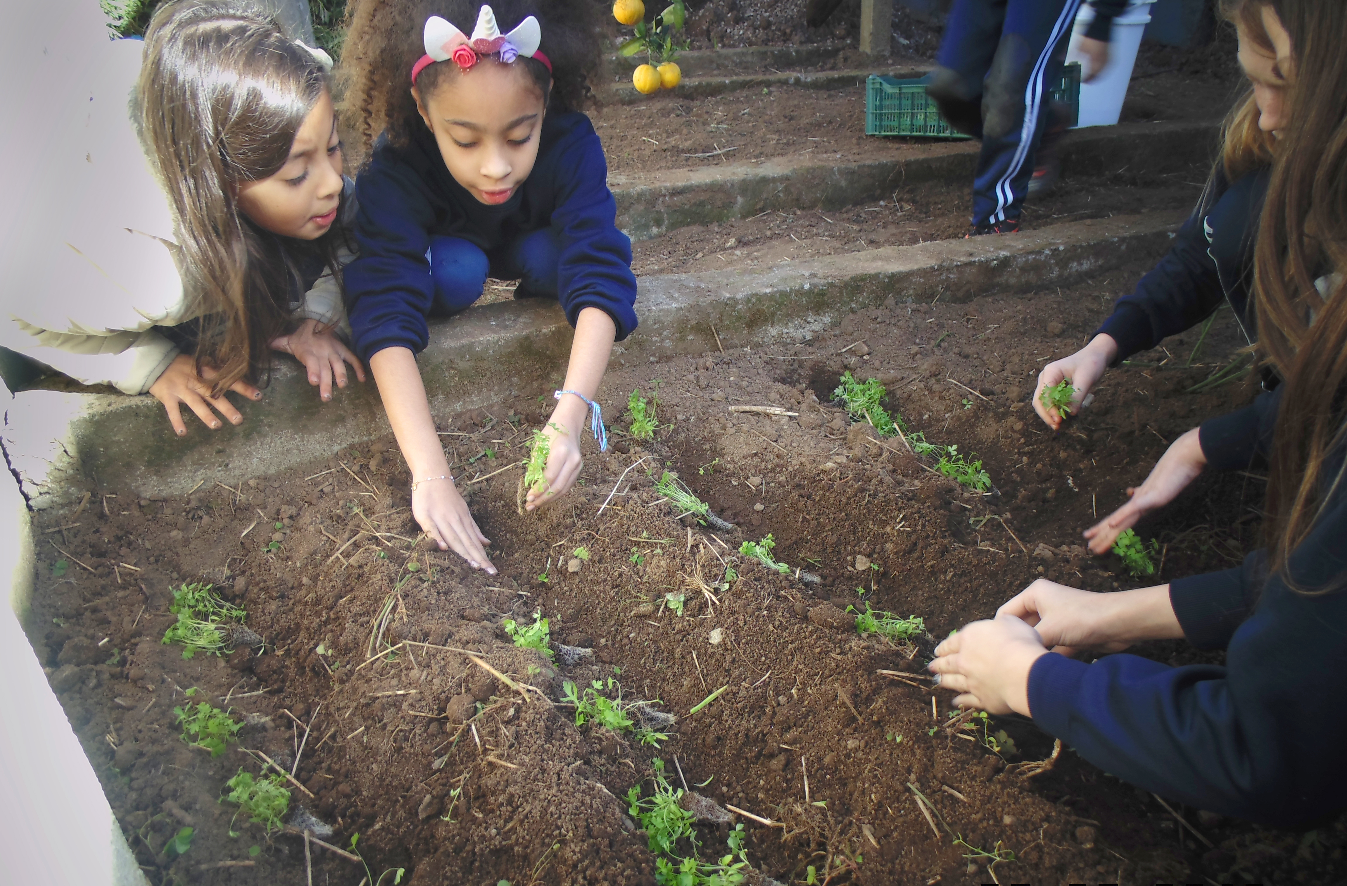 Santa Clara | Plantando o Bem